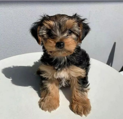 Regalo Cachorros toy, de yorkshire terrier,