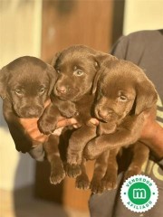 LABRADORES