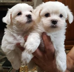 ADOPCION CACHORROS BICHON MALTES, MACHOS Y HEMBRAS DISPONIBLE, CONTACTA AHORA PARA MAS (WHATSAPP:+34659071793)