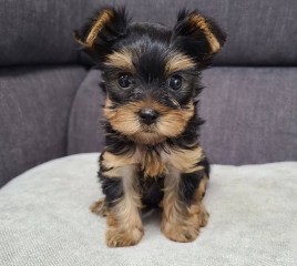 Regalo Cachorros toy, de yorkshire terrier para adopcion