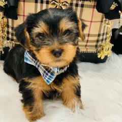 Regalo Cachorros toy, de yorkshire terrier para adopcion