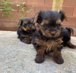 Regalo Cachorros toy, de yorkshire terrier para adopcion