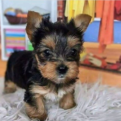 Regalo Cachorros toy, de yorkshire terrier para adopcion