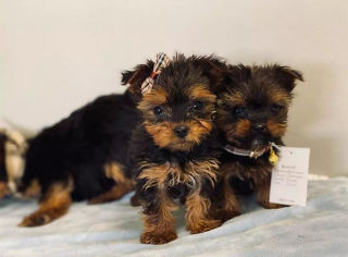 Regalo Cachorros toy, de yorkshire terrier para adopcion