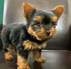 Regalo Cachorros toy, de yorkshire terrier para adopcion