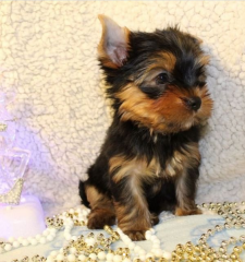 Regalo Cachorros toy, de yorkshire terrier para adopcion