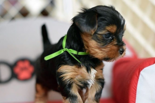 Regalo Cachorros toy, de yorkshire terrier para adopcion