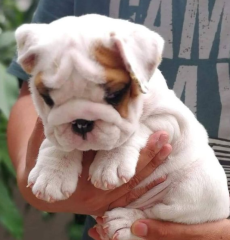 Regalo cachorros de Bulldog inglés macho y hembra listo para adopcion