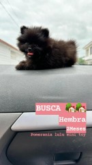 Hembra Pomerania toy