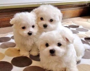 REGALO cachorros de Bichon Maltes Mini Toy Para Adopcion