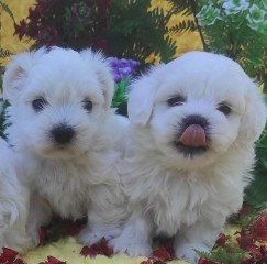 REGALO cachorros de Bichon Maltes Mini Toy Para Adopcion