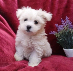 REGALO cachorros de Bichon Maltes Mini Toy Para Adopcion