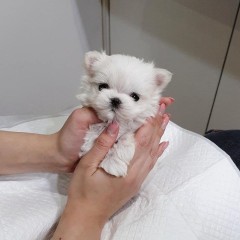 REGALO cachorros de Bichon Maltes Mini Toy Para Adopcion