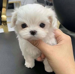 REGALO cachorros de Bichon Maltes Mini Toy Para Adopcion