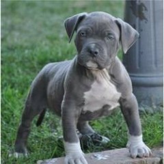 Regalo cachorros americano pitbull