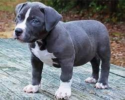 Regalo cachorros americano pitbull