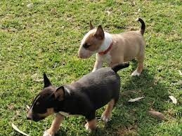 Preciosos cachorros de Bull Terrier