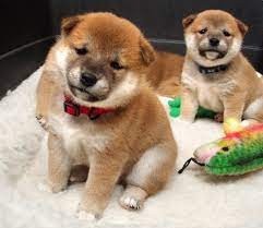 Machos y hembras disponibles Shiba Inu