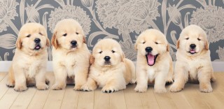 REGALO CACHORROS GOLDEN RETRIEVER