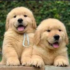 REGALO CACHORROS GOLDEN RETRIEVER