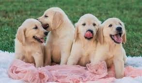 REGALO CACHORROS GOLDEN RETRIEVER