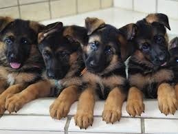 Cachorros de pastor alemán macho y hembra