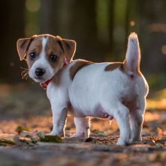 Reaglo Cachorros de la raza jack rusell