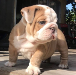 Regalo cachorros de Bulldog inglés macho y hembra listo para adopcion