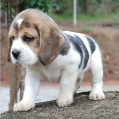 REGALO cachorros de Beagle Para Adopcion