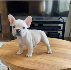 Regalo Cachorros de Bulldog Francés bien entrenados