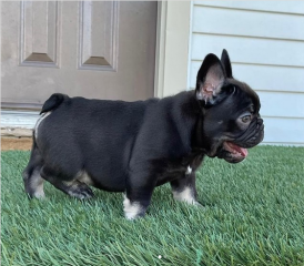 Regalo Cachorros de Bulldog Francés bien entrenados