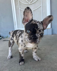 Regalo Cachorros de Bulldog Francés bien entrenados