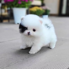 REGALO CACHORROS DE POMERANIA MINI TODOS.