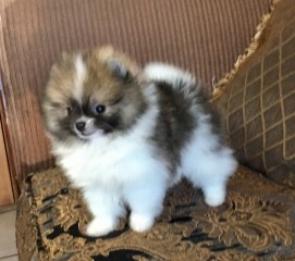 REGALO CACHORROS DE POMERANIA MINI TODOS.