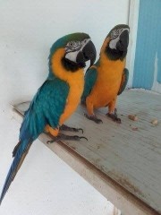 Regalo Preciosos loro Guacamayo Azul