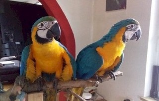 Regalo Preciosos loro Guacamayo Azul