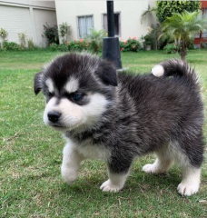 REGALO CACHORROS DE HUSKY SIBERIANO MACHO Y HEMBRA