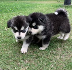 REGALO CACHORROS DE HUSKY SIBERIANO MACHO Y HEMBRA