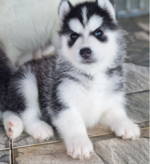 REGALO CACHORROS DE HUSKY SIBERIANO MACHO Y HEMBRA