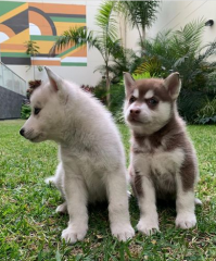 REGALO CACHORROS DE HUSKY SIBERIANO MACHO Y HEMBRA