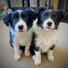 Regalo cachorros de Border collie para adopcion