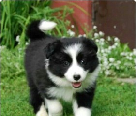 Regalo cachorros de Border collie para adopcion