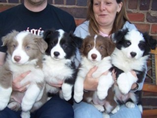 Regalo cachorros de Border collie para adopcion