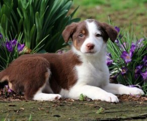 Regalo cachorros de Border collie para adopcion