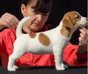 Regalo cachorros de jack russell en adopción