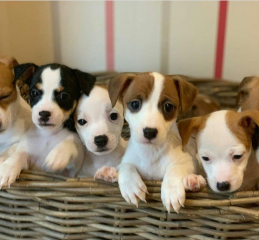 Regalo cachorros de jack russell en adopción