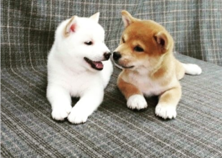 Regalo Cachorros de SHIBA INU para adopcion