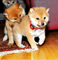 Regalo Cachorros de SHIBA INU para adopcion