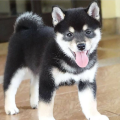 Regalo Cachorros de SHIBA INU para adopcion