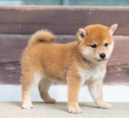 Regalo Cachorros de SHIBA INU para adopcion